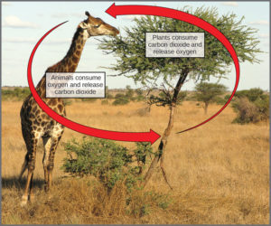 girafa e árvore com flechas indo em círculo