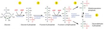 Aerobic Respiration, Part 1: Glycolysis – Principles of Biology