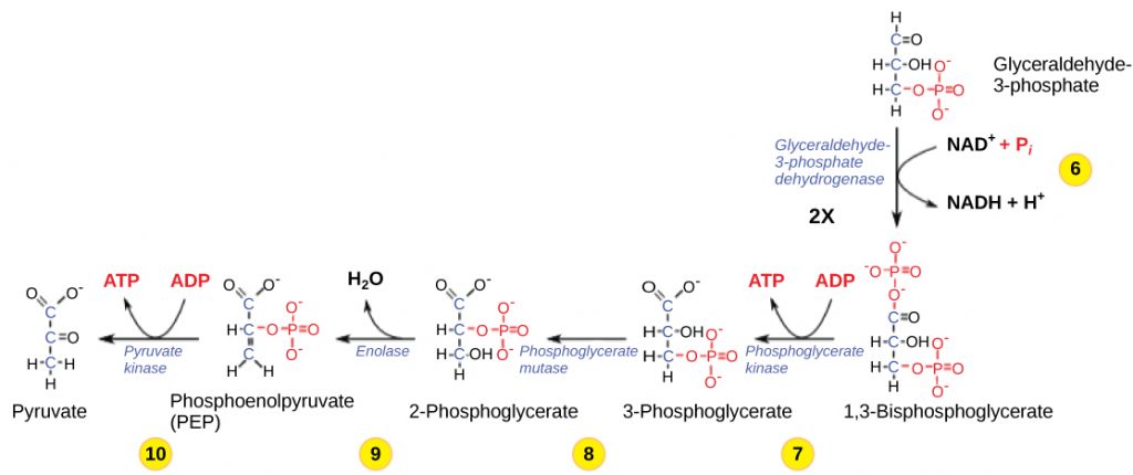 Aerobic Respiration Part 1 Glycolysis Principles Of Biology