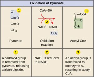 oxidation of pyruvate