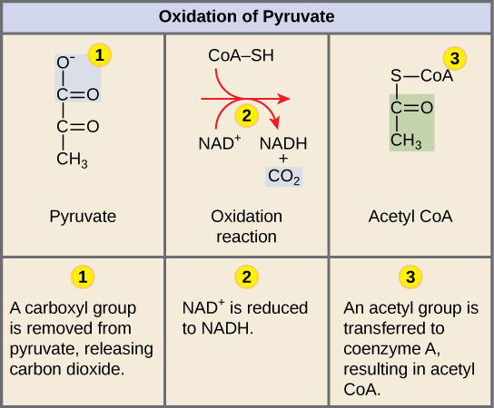 aerobe-ademhaling-deel-2-oxidatie-van-pyruvaat-en-de