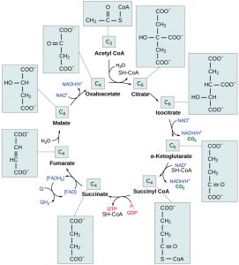 Aerobic Respiration, Part 2: Oxidation Of Pyruvate And The Citric Acid 