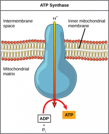 Atp Cycle Images: Label Them Like A Pro! - f4rgkw4