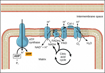 Aerobic Respiration, Part 3: Oxidative Phosphorylation – Principles of ...