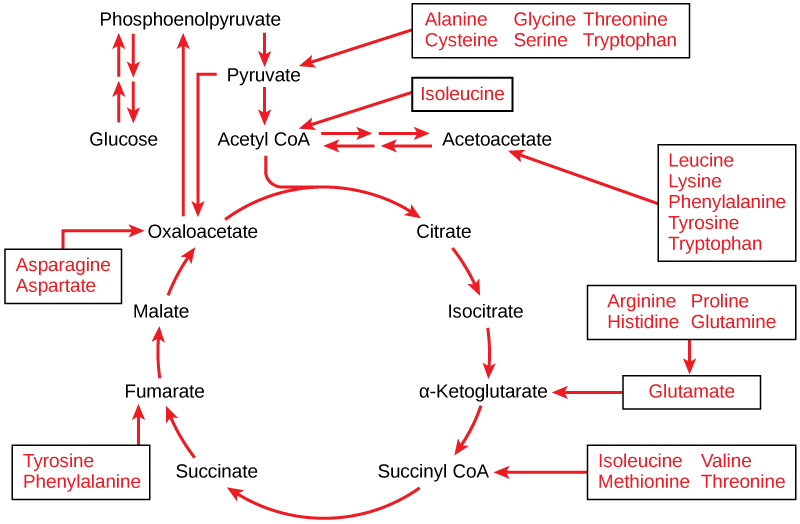 protein metabolism in the TCA