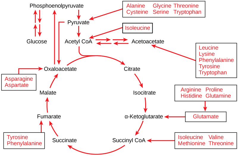 Metabolism of Molecules Other Than Glucose MHCC Biology 112 Biology