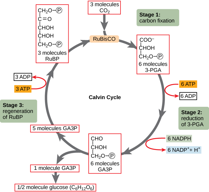 the-light-independent-reactions-aka-the-calvin-cycle-principles-of