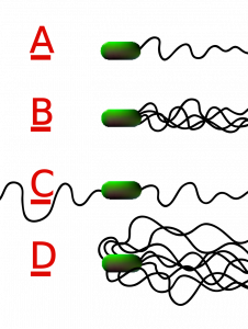 Four arrangements of bacterial flagella are shown. The cell is shown as a green oval. Out the right side come different numbers of squiggly black lines.