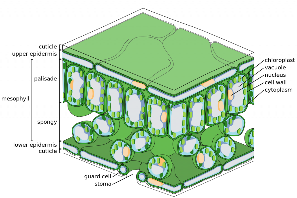 The structure of the chloroplast – Principles of Biology