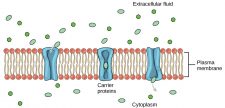 Passive Transport: Facilitated Transport – Principles of Biology