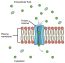 Passive Transport: Facilitated Transport – Principles of Biology