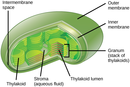 part d chloroplast structure and function