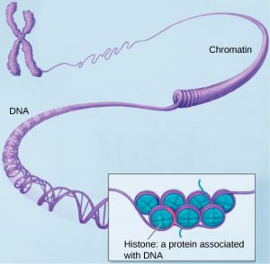 An X-shaped chromosome unravels into a purple line of chromatin. This untwists into double-helical DNA. A zoomed in section shows purple DNA wrapped around blue balls representing histones.