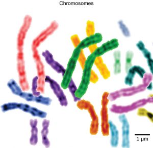 linear chromosomes in differnet colors are shown in pairs (ex: two red linear chromosomes, two green linear chromosomes).