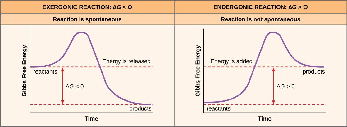 nergie-libre-et-nergie-d-activation-principes-de-biologie-rencana