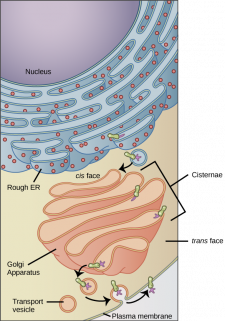 The Endoplasmic Reticulum – Principles of Biology