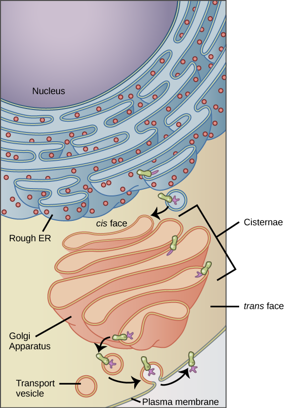 vesicles in a human cell