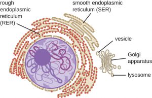 a dark purple circle (the nucleolus) is located inside a lighter purple circle (the nucleus). On the outside of the nucleus is a squiggly line (the endoplasmic reticulum) with red dots on it (ribosomes). A squiggly line without dots outside the rough endplasmic reticulum shows the smooth ER. Off to the lower right is a structure like a flattened stack of bubbles, showing the golgi.