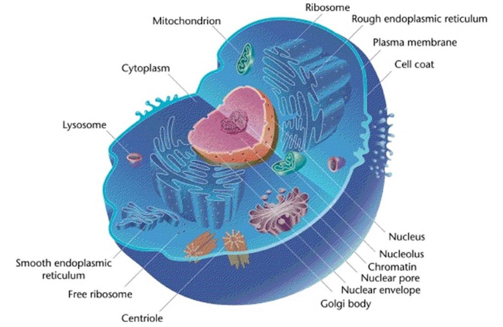 Comparing Prokaryotic And Eukaryotic Cells  U2013 Principles Of