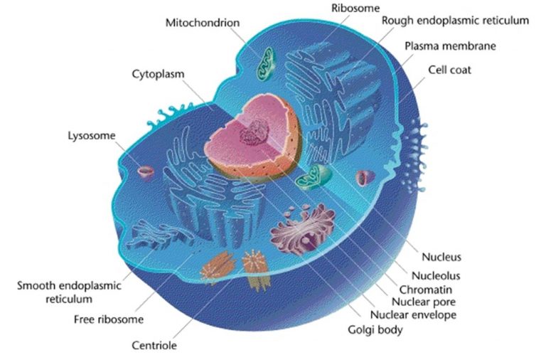 Comparing Prokaryotic and Eukaryotic Cells – Principles of Biology