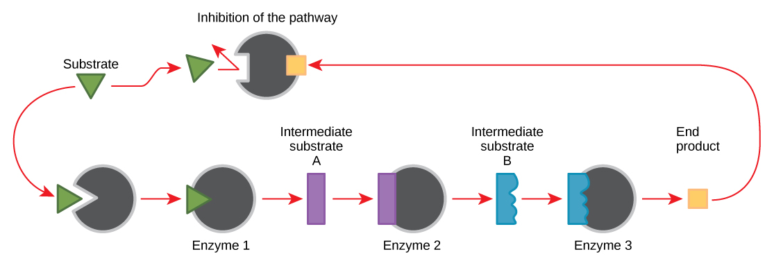 what-is-tsd-biology