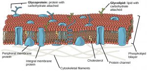 The Plasma Membrane – Principles of Biology