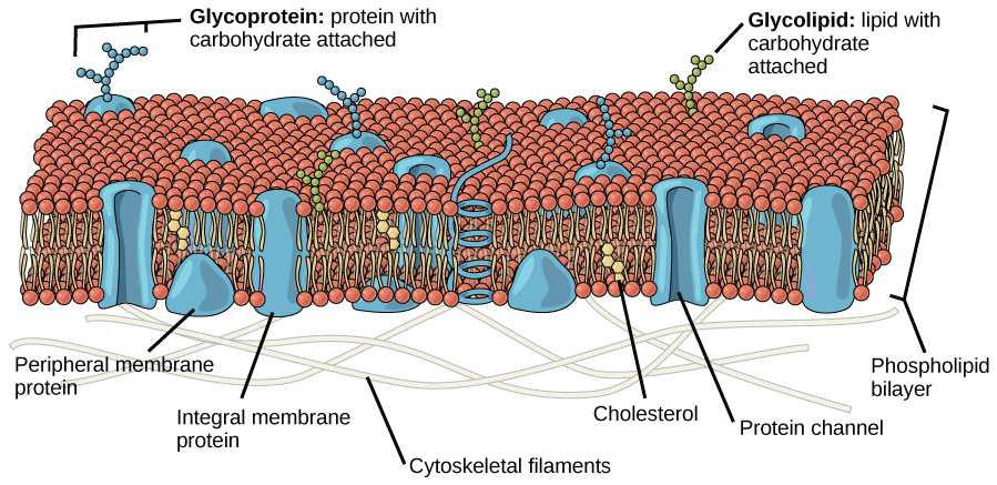 the-plasma-membrane-principles-of-biology