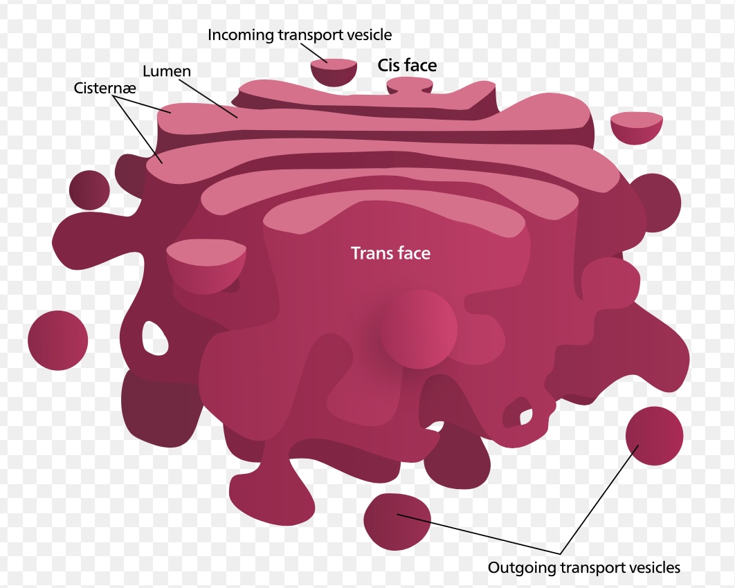 Golgi Body