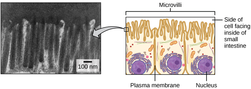electron micrograph and cartoon of microvilli
