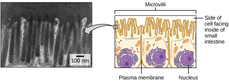 electron micrograph and cartoon of microvilli. The micrograph is black and white and shows tendrils reaching upward. The diagram shows cells with purple nuclei at the bottom. At the top, tendrils are labeled microvilli and "side of cell facing inside of small intestine".