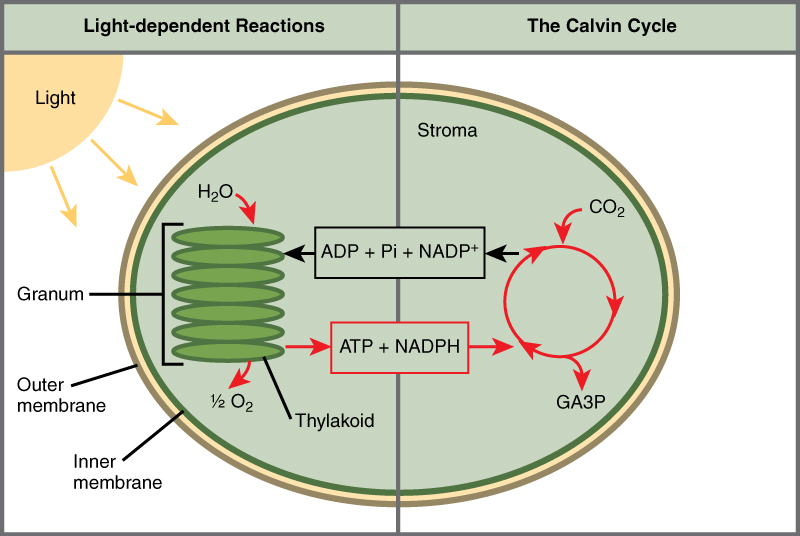 Putting Photosynthesis Into Context Principles Of Biology