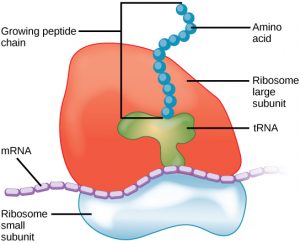 diagram of a ribosome showing small and large subunit