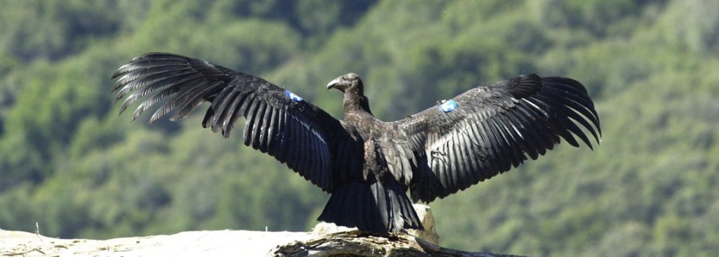 Photo shows a California condor in flight with a tag on its wing.