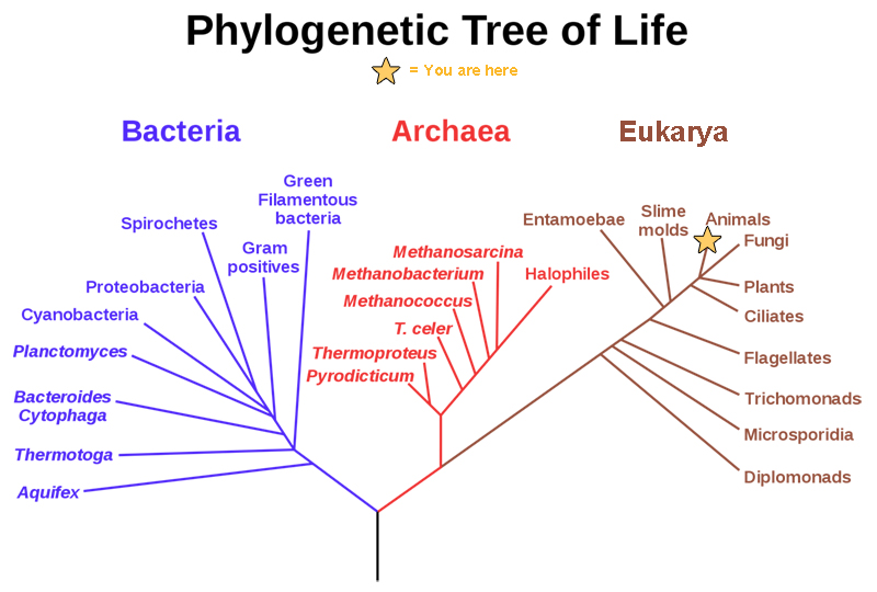 Life, Definition, Origin, Evolution, Diversity, & Facts