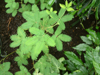 A photograph of the Mimosa pudica shows a plant <a href=