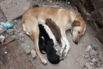 A photograph depicts a mother dog nursing puppies: one has a brown coat, another is black, while the third is white.