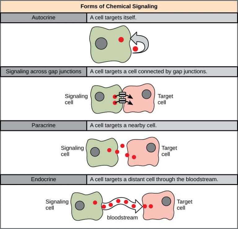 The illustration shows four forms of chemical signaling. In autocrine signaling, a cell targets itself. In signaling across a gap junction, a cell targets a cell connected via gap junctions. In paracrine signaling, a cell targets a nearby cell. In endocrine signaling, a cell targets a distant cell via the bloodstream