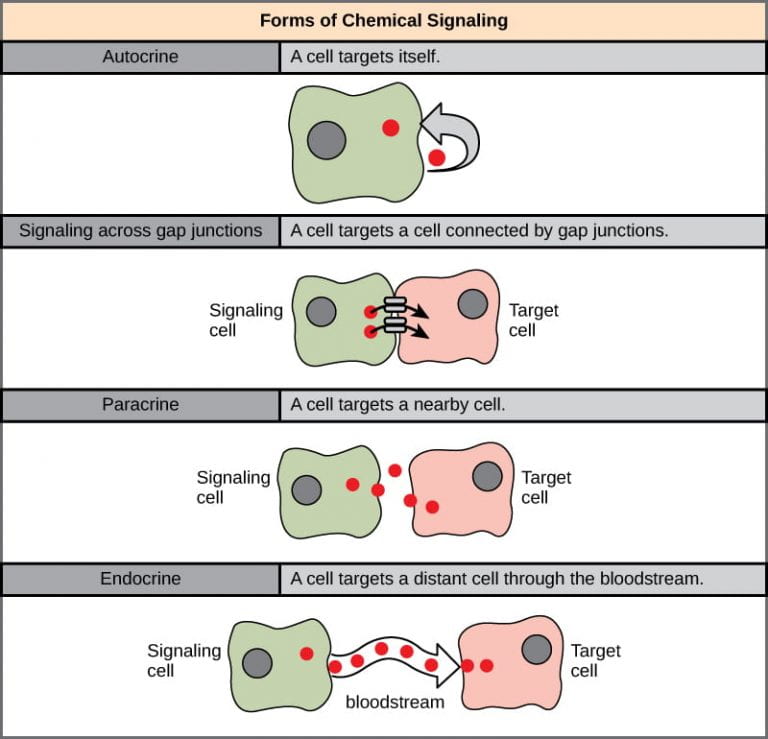 cell receptor