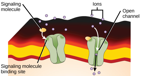 membrane receptor protein