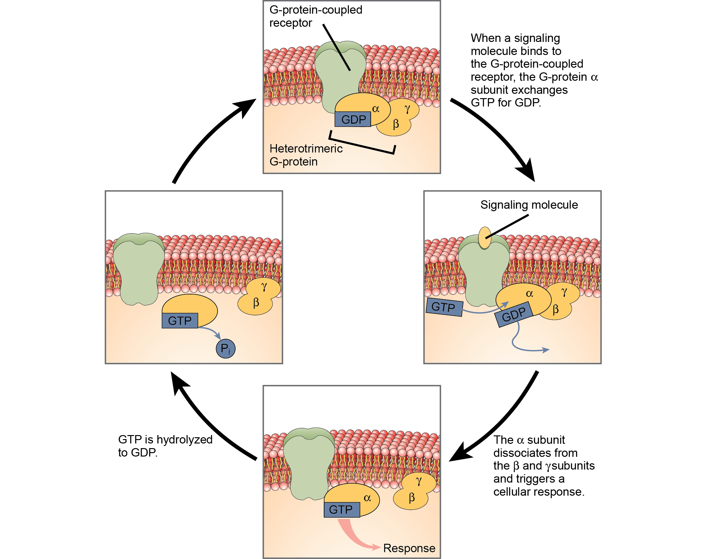 This illustration shows the activation pathway for a heterotrimeric G-protein, which has three subunits: alpha beta, and gamma, all associated with the inside of the plasma membrane. When a signaling molecule binds to a G-protein-coupled receptor in the plasma membrane, a GDP molecule associated with the alpha subunit is exchanged for GTP. The alpha subunit dissociates from the beta and gamma subunits and triggers a cellular response. Hydrolysis of GTP to GDP terminates the signal.