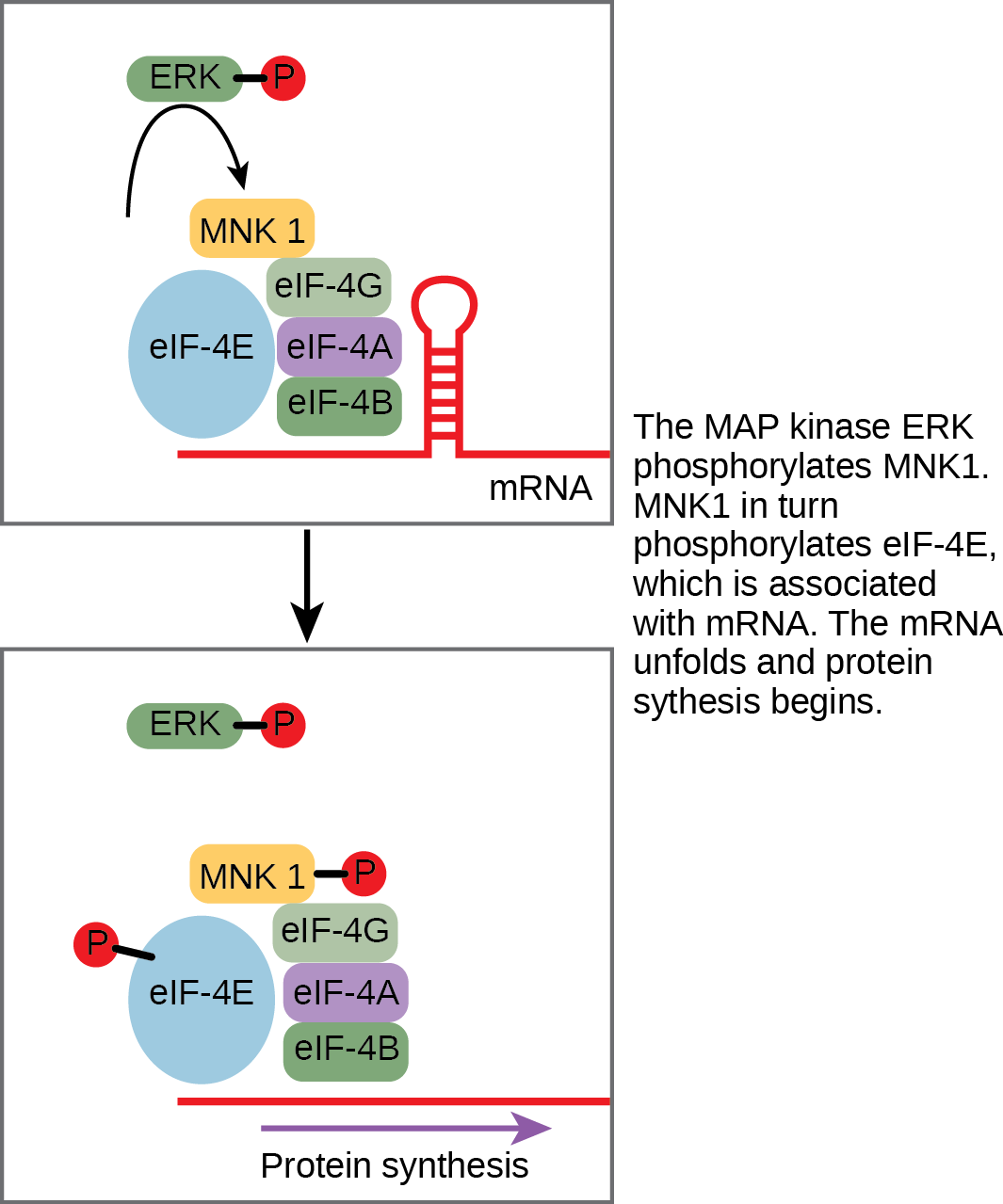This illustration shows the pathway by which ERK, a MAP kinase, activates protein synthesis. Phosphorylated ERK phosphorylates MNK1, which in turn phosphorylates eIF-4E, which is associated with mRNA. When eIF-4E is phosphorylated, the mRNA unfolds and protein synthesis begins.