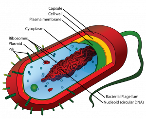 How Dna Is Arranged In A Cell Principles Of Biology