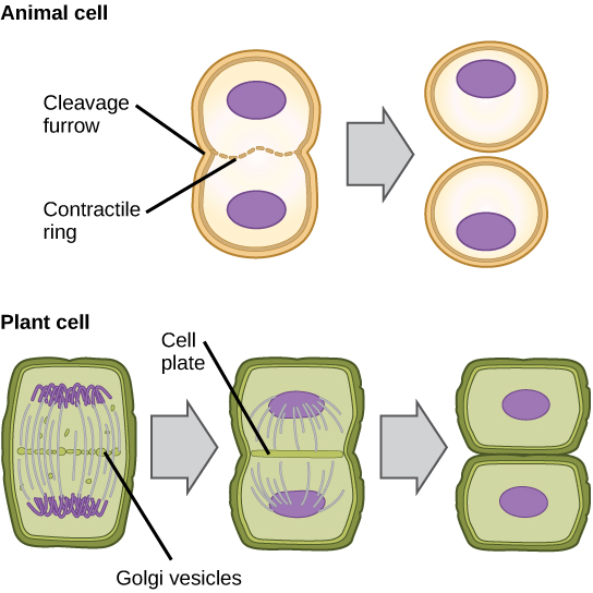 The Eukaryotic Cell Cycle Principles Of Biology