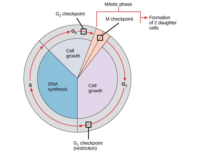Control of the Cell Cycle – Principles of Biology