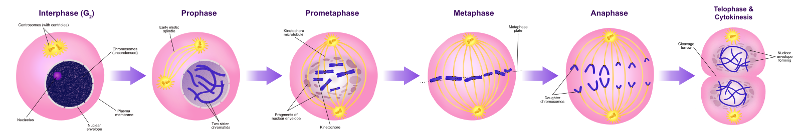 Mitosis Eukaryotic Cell Division Mhcc Biology 112 Biology For Health Professions 0740