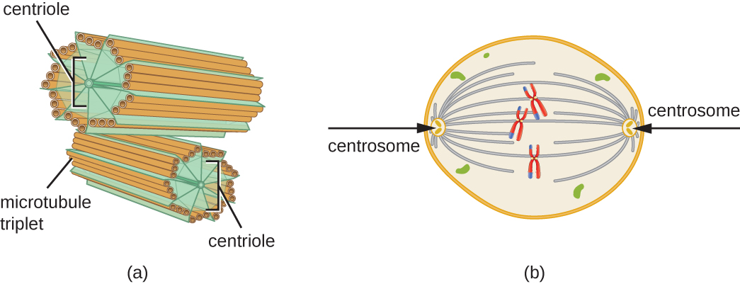 The Eukaryotic Cell Cycle – Principles Of Biology