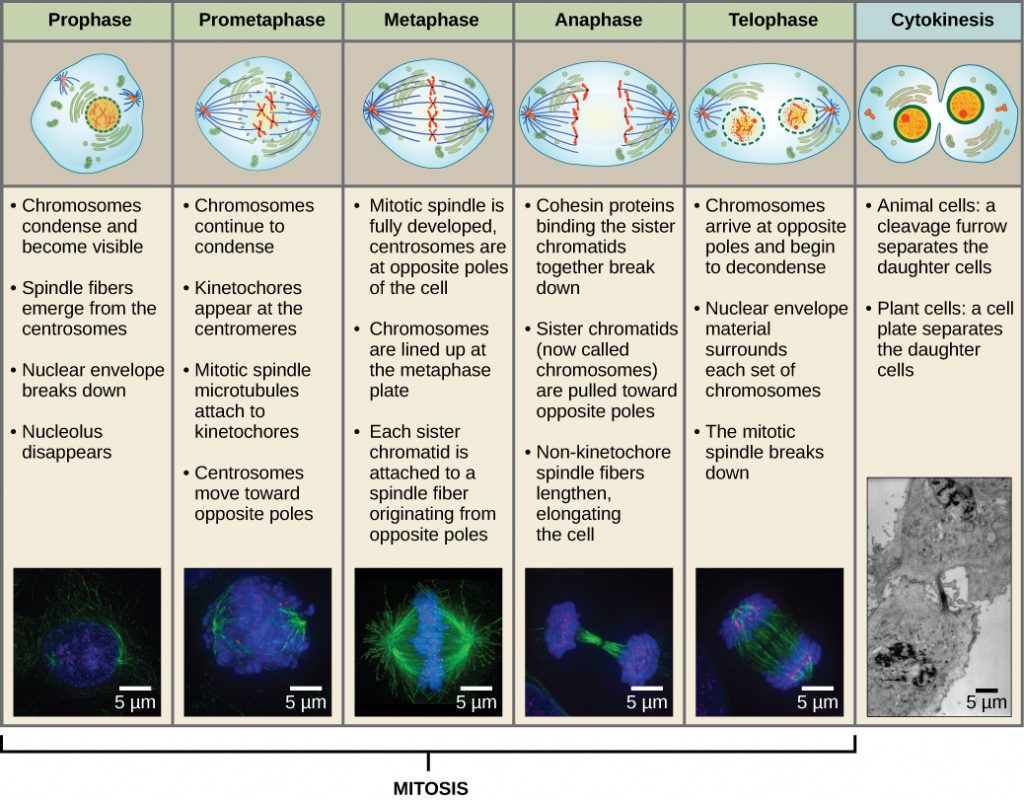 The Eukaryotic Cell Cycle – Principles of Biology