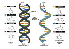 How do genes direct the production of proteins? – Principles of Biology