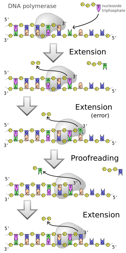 thymine dimer mutation