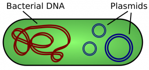 oval bacteria containing loop of bacterial DNA and smaller circles of plasmid DNA.